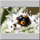 Harmonia axyridis - Asiatischer Marienkaefer 72.jpg